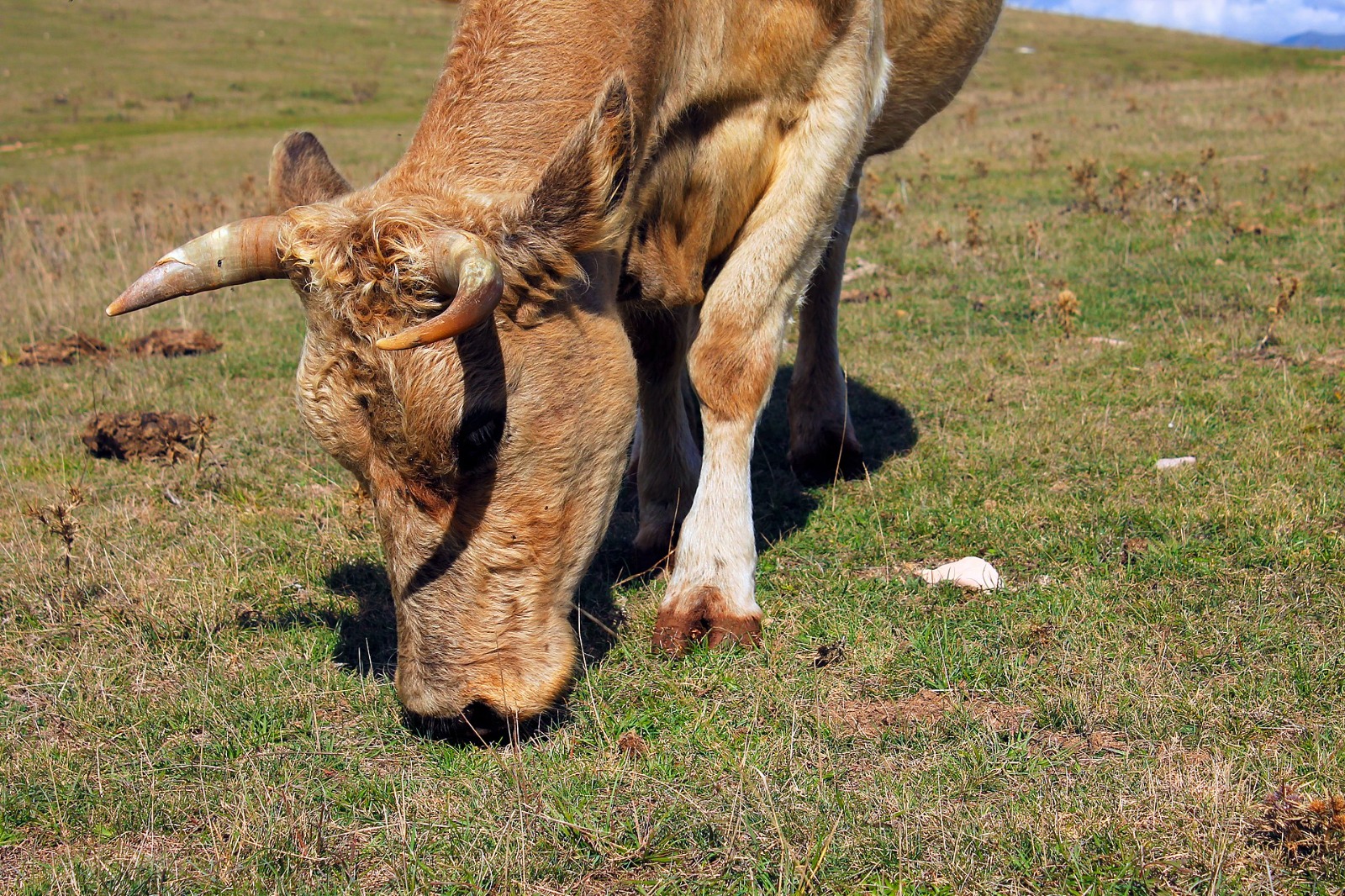mucca